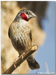 Cut-throat Finch (male) - Amadina fasciata contigua