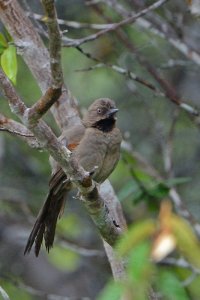 Red-shouldered spinetail