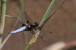 Broad -bodied Chaser