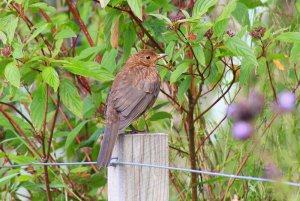 Female Blackbird