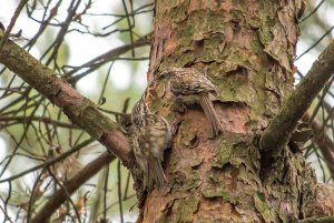 tree creeper feeding young