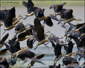 lesser whistling duck