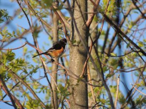 Eastern Towhee