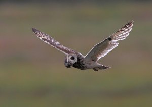 Short-eared Owl