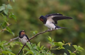 Swallows