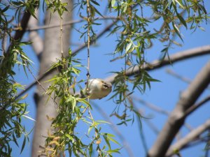 American Redstart (Female)