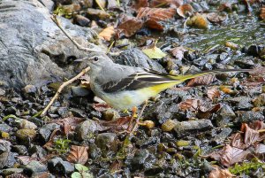 Grey Wagtail