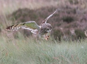 Short-eared Owl