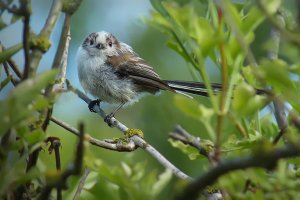 Long-tailed Tit