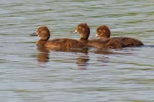 Tufted Duck Ducklings...