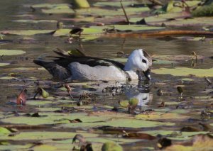 Cotton Pygmy-goose ( Male )