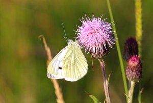 Large White butterfly