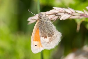 Small Heath butterfly