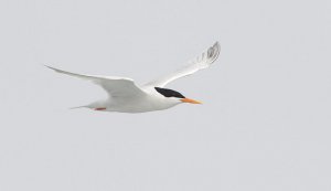 Roseate Tern in flight