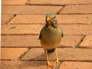 Kurrichane Thrush