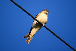 House Martin