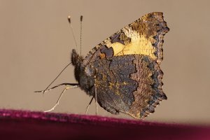 Small Tortoiseshell