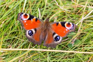 Peacock Butterfly