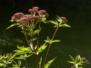 Hemp Agrimony