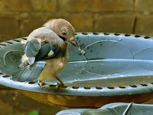 Juvenile Jay