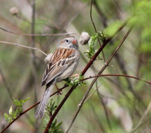 Field Sparrow