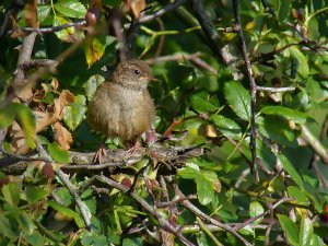 Wren