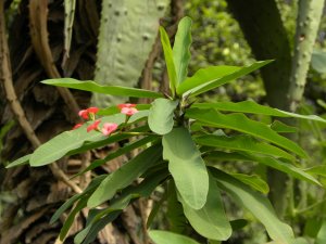 Crown of Thorns