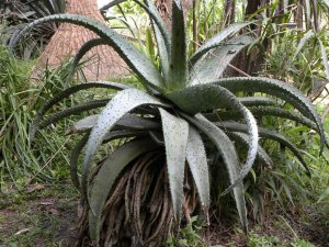 Aloe marlothii