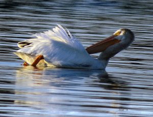 American White Pelican