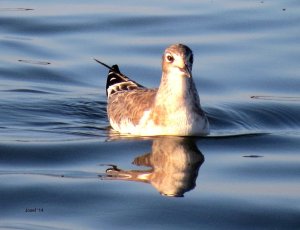 Juv. Franklin Gull