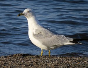 Ringed-billed Gull