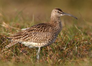 Whimbrel