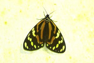 Chetone Moth
