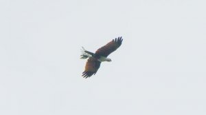 Brahminy Kite