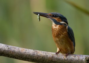 King Fisher