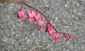 Bleeding hearts