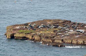 Seals at Noup Head