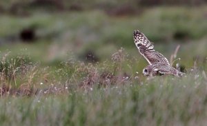 Hunting Short-eared Owl