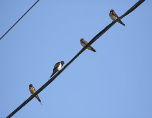 Barn and Cliff Swallows