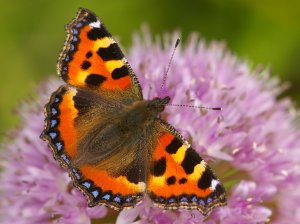 Small Tortoiseshell