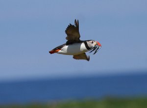 Puffin Heading Home