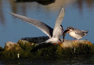 Arctic Tern