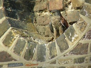 Kestrel with trousers