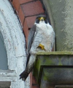 Peregrine