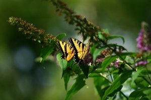 Eastern Tiger Swallowtails