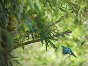 Kingfisher - diving