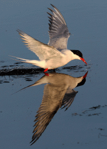 Arctic Tern