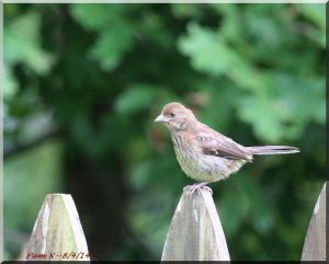 Eastern Towhee Juvenile