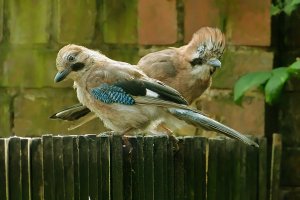 Jays - Adult and Juvenile