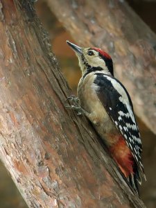 Great Spotted Woodpecker - Juvenile